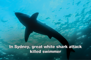 In Sydney, great white shark attack killed swimmer