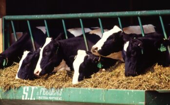 Global Livestock Feeding Systems Market