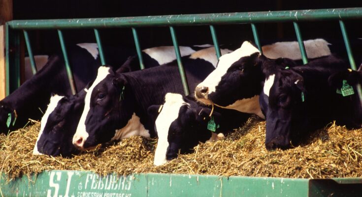 Global Livestock Feeding Systems Market
