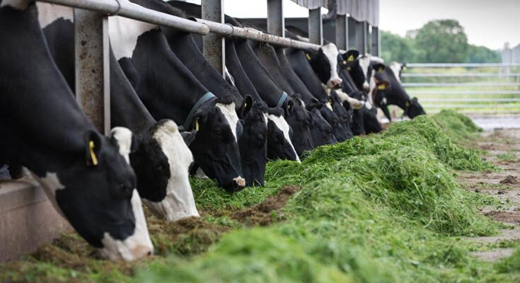 Livestock Feeding Systems Market